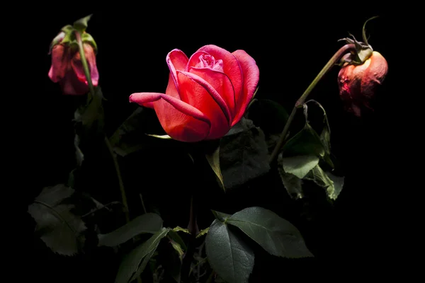 Rosas em preto . — Fotografia de Stock