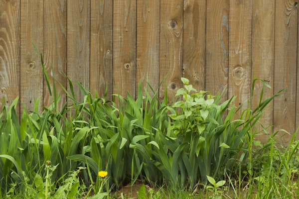 Green grass on a background of wooden fence — Stock Photo, Image