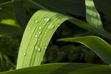 Yağmur damlalı yeşil çimen.