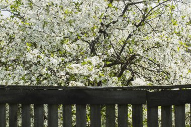 ahşap bir çit çerçevede bir kiraz çiçekleri.