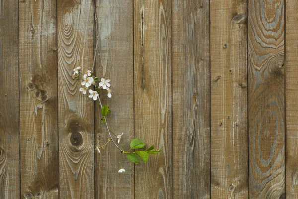 Flores de cerezo sobre un fondo de una valla de madera . —  Fotos de Stock