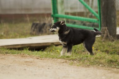köpek için a yürümek