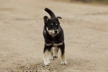 köpek için a yürümek