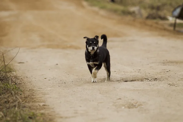 Puppy for a walk — Stock Photo, Image