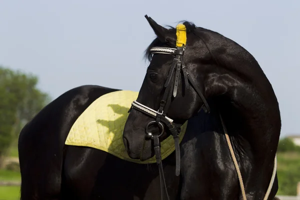 The horse is black with yellow saddle blanket. — Stock Photo, Image