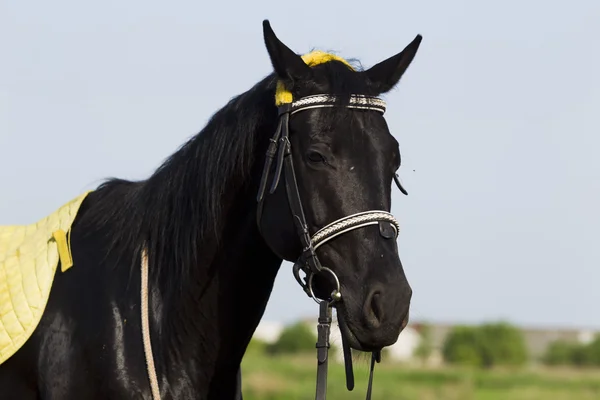 The horse is black with yellow saddle blanket. — Stock Photo, Image