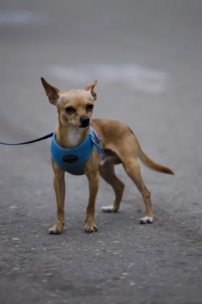 Small dog. — Stock Photo, Image