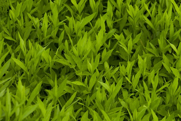 Hierba verde. — Foto de Stock