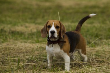 Beagle köpekler.