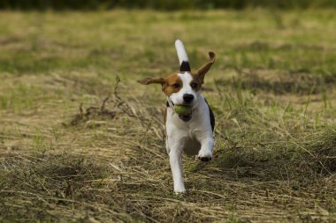 Beagle köpekler çalışan.