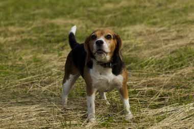 Havlayan köpek doğurmak Beagle.