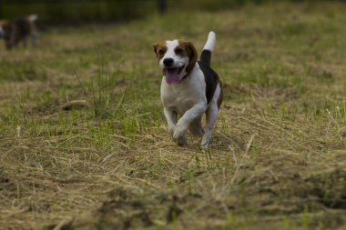 Beagle köpekler çalışan.