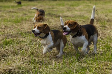 Beagle köpekler çalışan.
