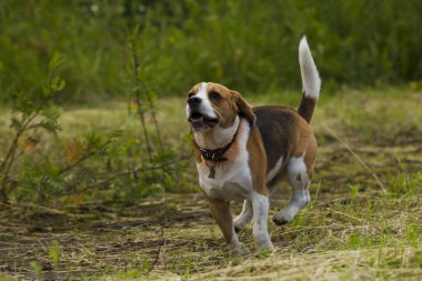 Beagle köpekler çalışan.