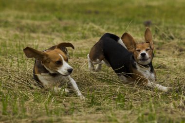 Beagle köpekler çalışan.
