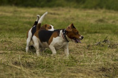 Beagle köpekler çalışan.