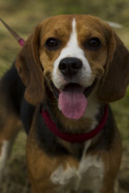 Beagle köpekler.