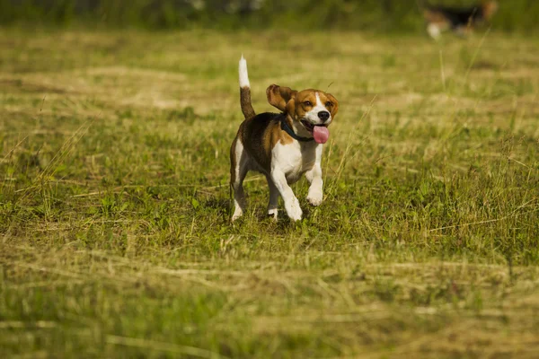 Beagle köpekler çalışan. — Stok fotoğraf