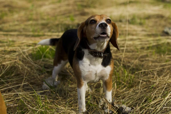 Štěkání psa plemene Beagle. — Stock fotografie