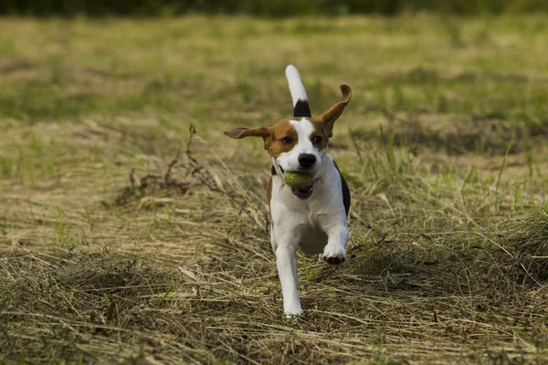 正在运行的小猎兔犬. — 图库照片