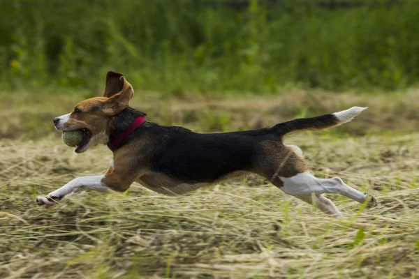 正在运行的小猎兔犬. — 图库照片