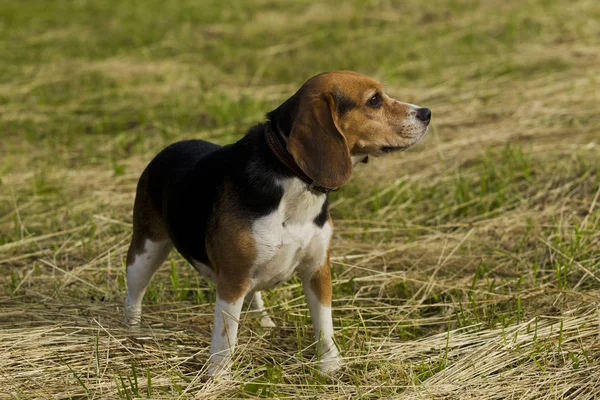 Štěkání psa plemene Beagle. — Stock fotografie