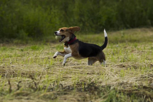 Beagle köpekler çalışan. — Stok fotoğraf