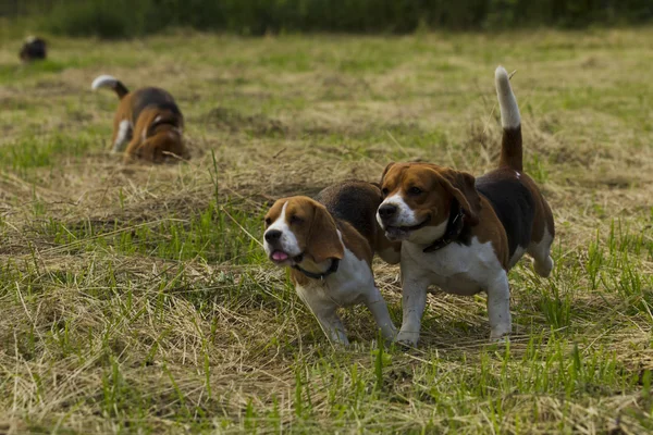 Running beagle perros . —  Fotos de Stock