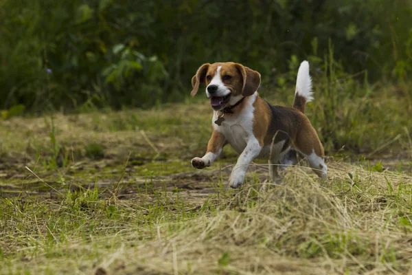 Running beagle perros . —  Fotos de Stock