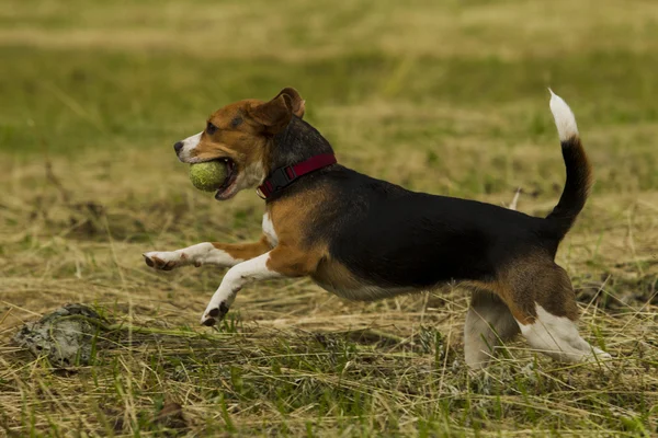 Running beagle perros . — Foto de Stock