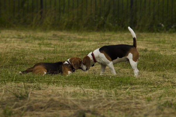 The meeting of two Beagle dogs. — Stock Photo, Image