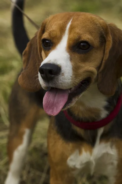 Cães beagle . — Fotografia de Stock