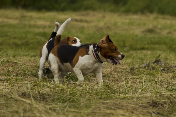Correndo cães beagle . — Fotografia de Stock
