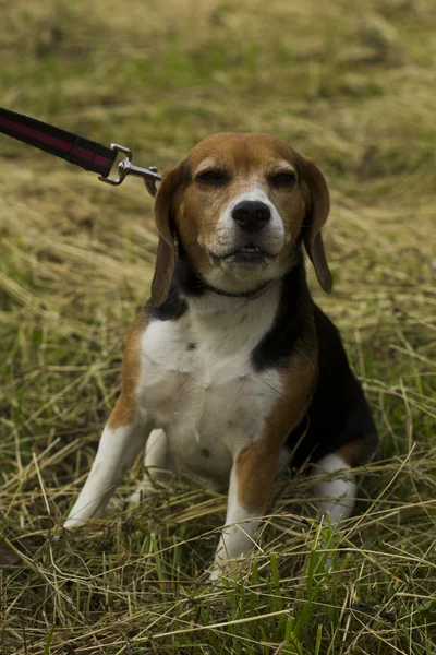 Beagle dog sitting on a leash. — Stock Photo, Image