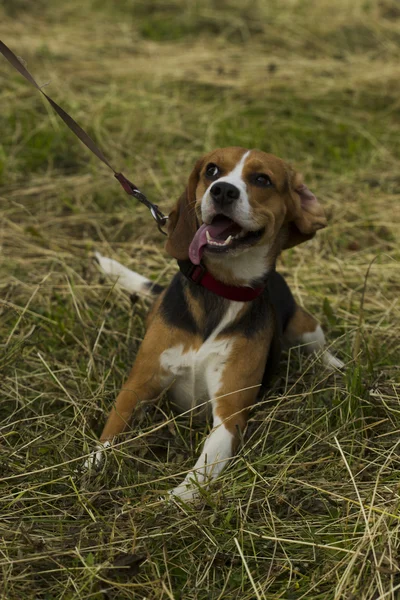 Beagle dog sitting on a leash. — Stock Photo, Image