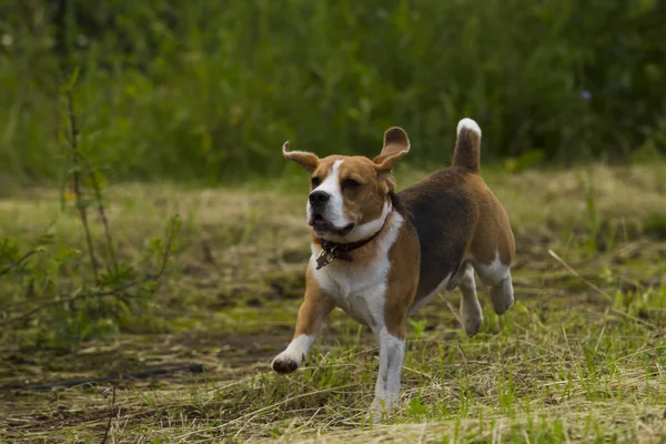 Running beagle perros . — Foto de Stock