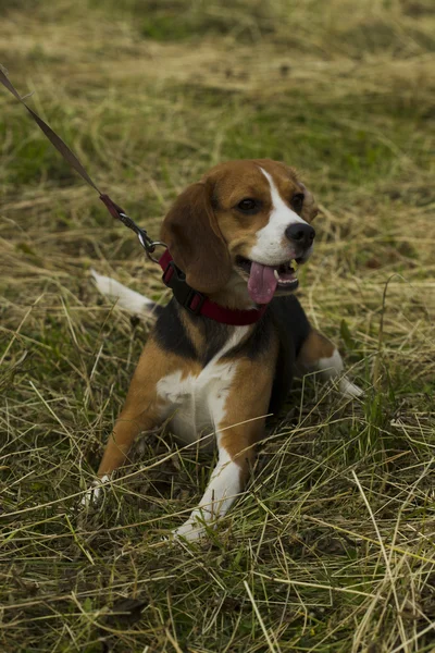 Beagle köpek tasma oturan. — Stok fotoğraf