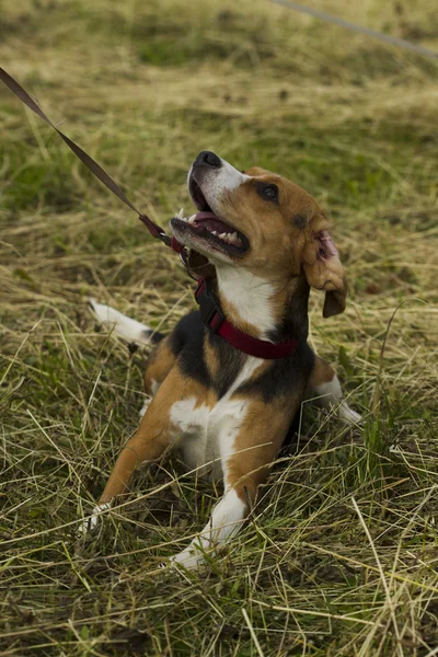 Beagle dog sitting on a leash. — Stock Photo, Image