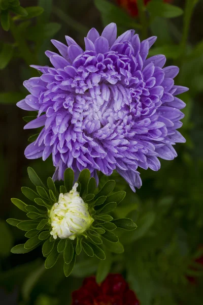 Flowers asters. — Stock Photo, Image
