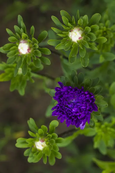 Flowers asters. — Stock Photo, Image