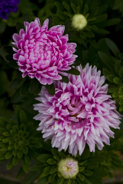 Flowers asters. — Stock Photo, Image