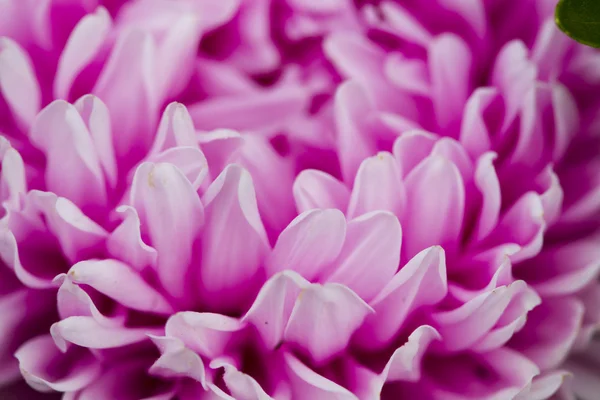 Flowers asters. — Stock Photo, Image