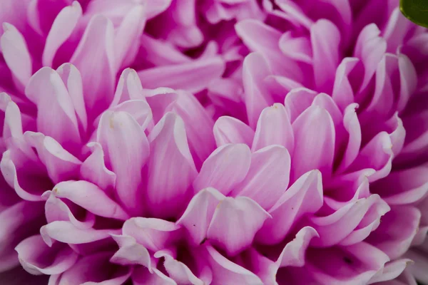 Flowers asters. — Stock Photo, Image