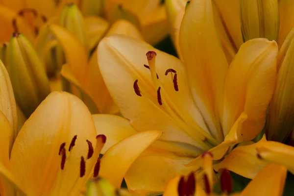 Lily flowers. — Stock Photo, Image