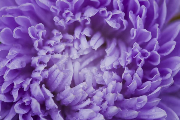 Flowers asters. — Stock Photo, Image