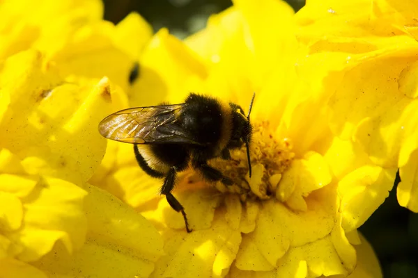 Abejorro recolectando polen — Foto de Stock