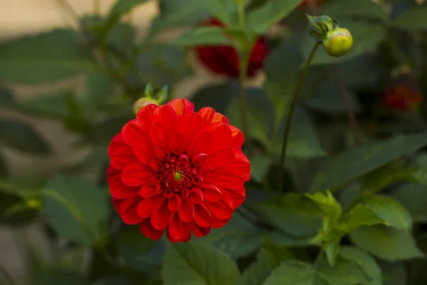 Red Dahlia — Stock Photo, Image