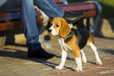 Beagle köpek yavrusu