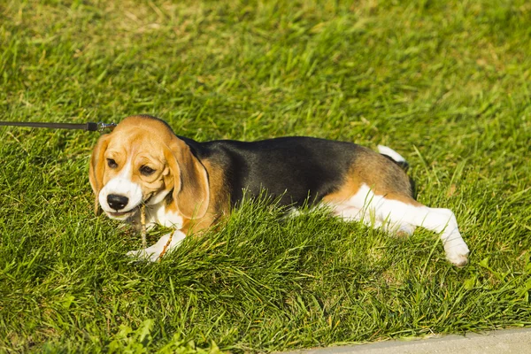 小狗比格犬 — 图库照片