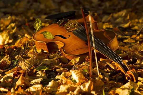 Βιολί, που βρίσκεται πάνω στα πεσμένα φύλλα — Φωτογραφία Αρχείου